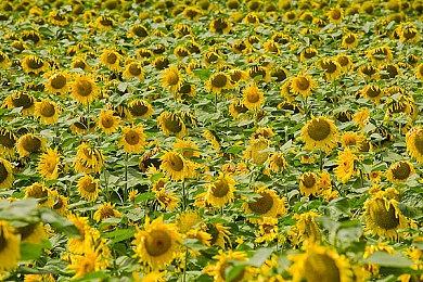 《影之刃零》没有微交易和抽卡机制 有类魂元素